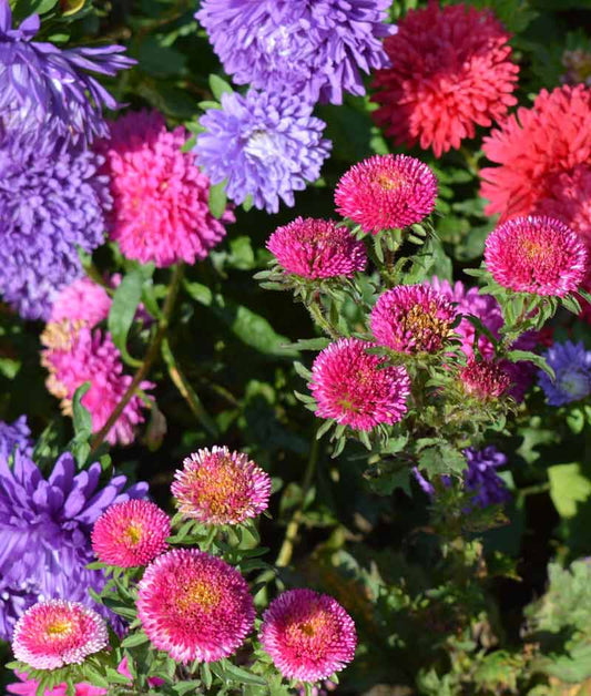 Aster Rainbow Single Mix Seed