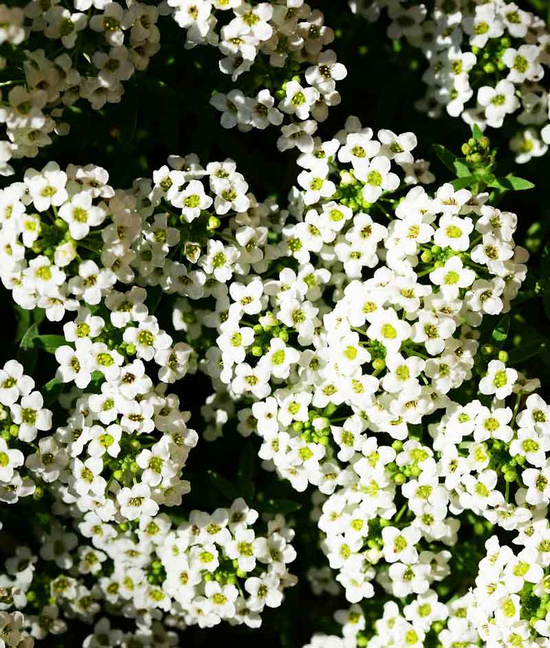 alyssum from seed to flower Alyssum White Flower Seed – Anderson's Seed & Garden
