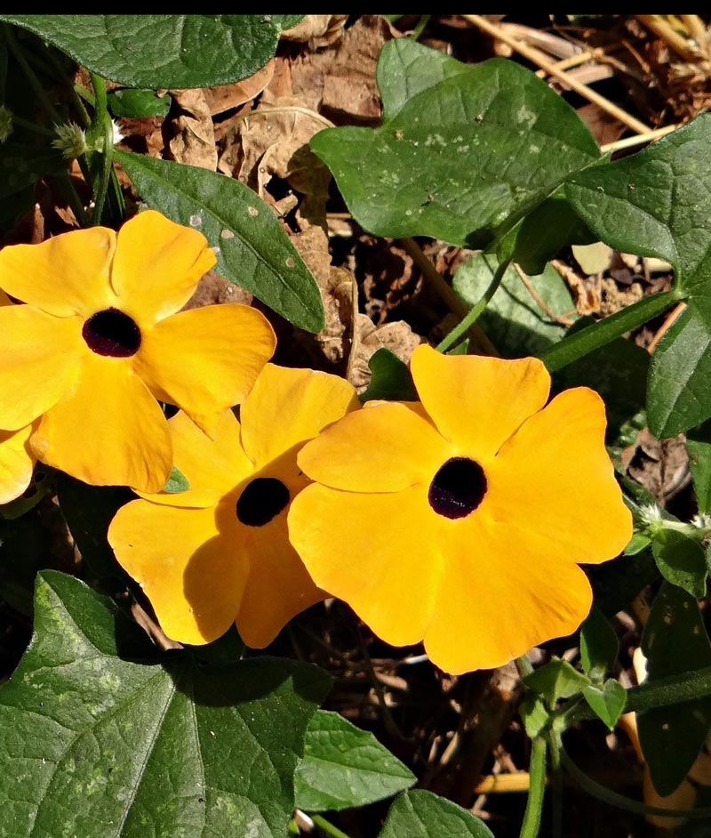 Black Eyed Susan Vine Alata Mix Seed