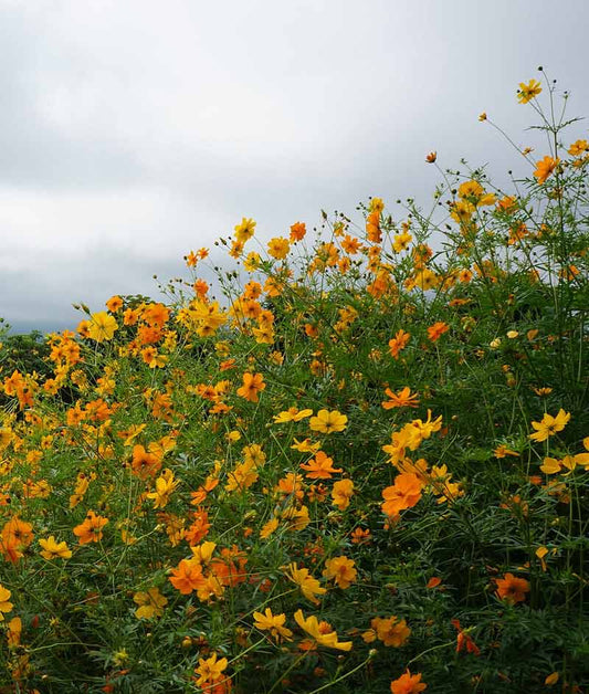 Cosmos Bright Lights Mix Seed