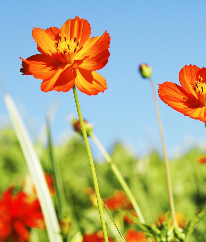 Cosmos Bright Lights Mix Seed