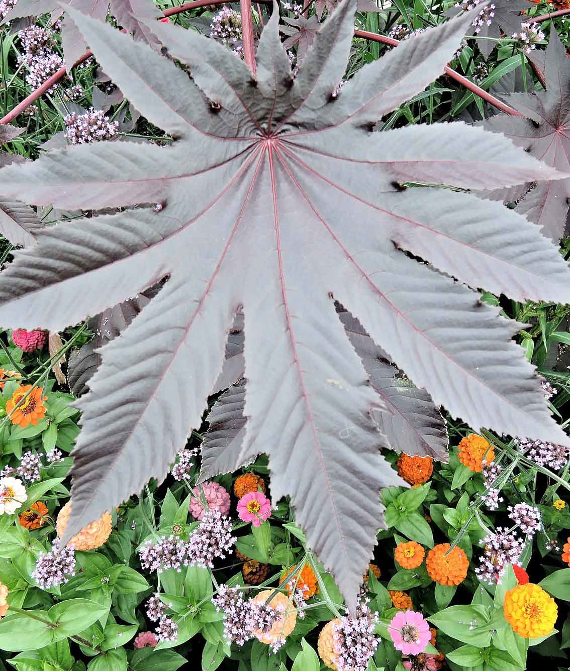 ricinus plant seeds Bean Ricinus Castor Seed – Anderson's Seed & Garden