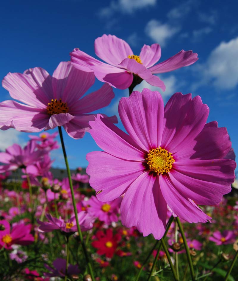 Cosmos Sensation Mix Seed