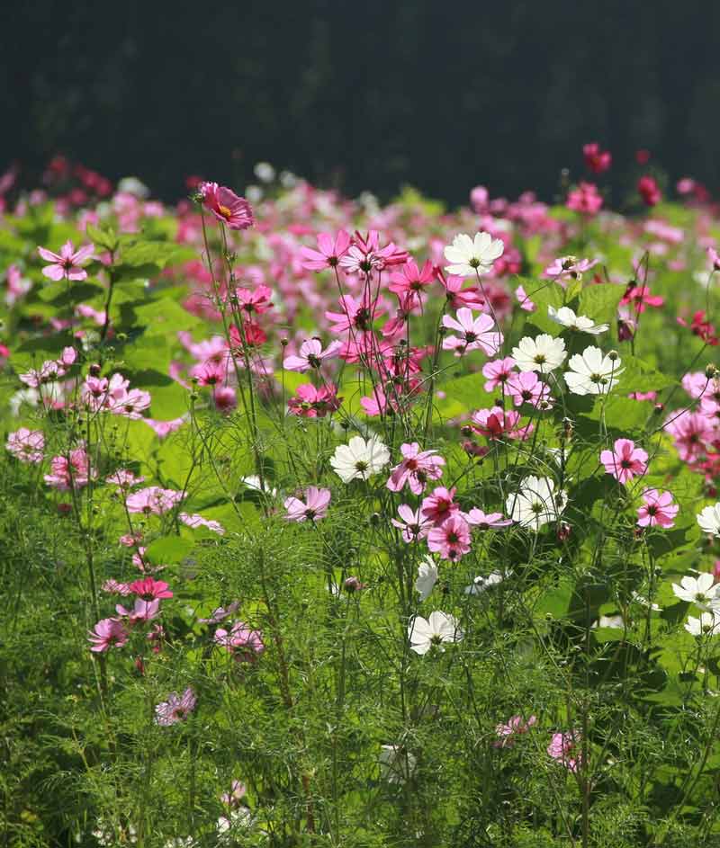 Cosmos Sensation Mix Seed