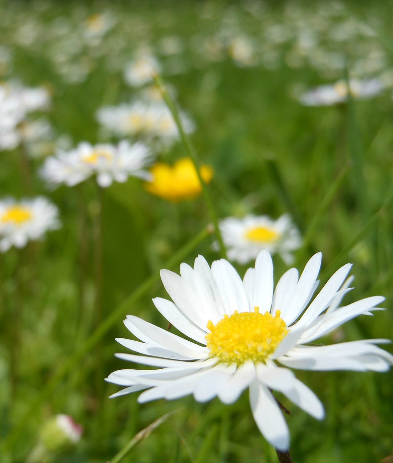 Daisy Shasta Seed