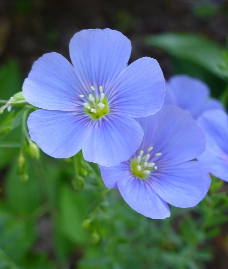 Flax Blue Seed