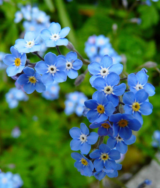 Forget-Me-Not Chinese Blue Seed