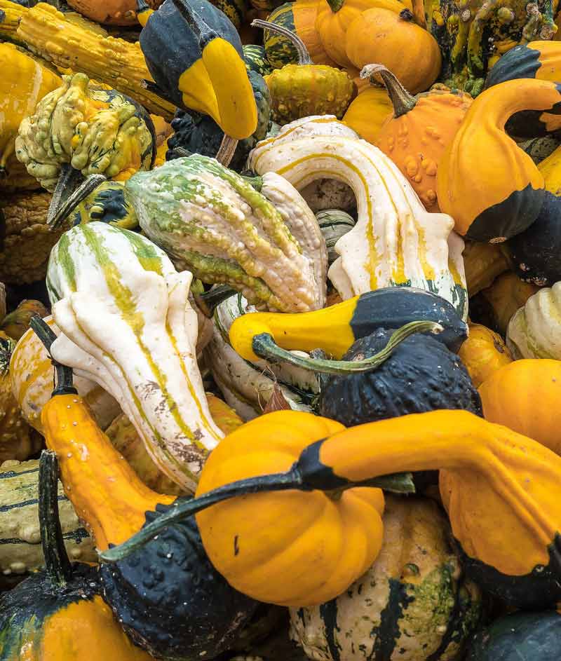 Gourd Autumn Wing Seed