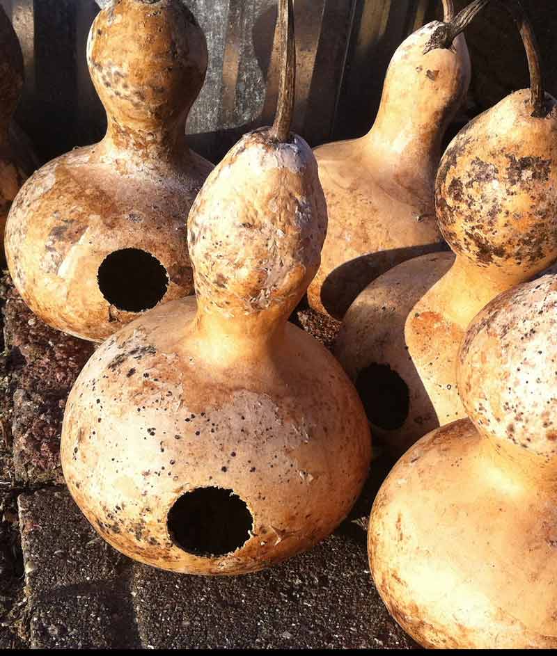 Gourd Birdhouse Seed