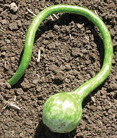 Gourd Dipper Seed