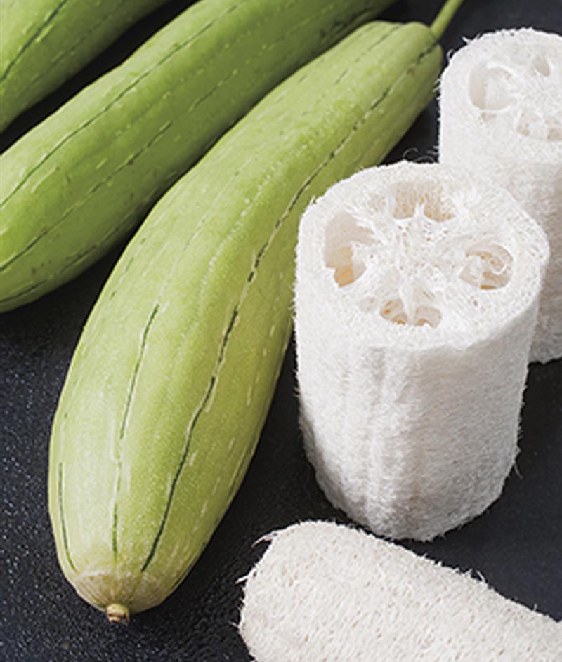 Gourd Luffa Seed