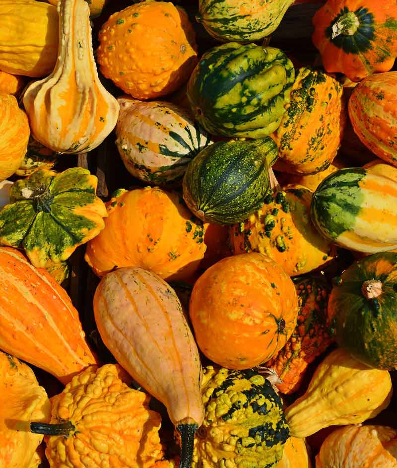 Gourd Large & Small Mix Seed