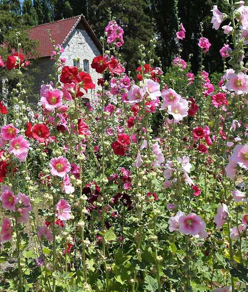 hollyhock seed planting Hollyhock Single Mix Seed