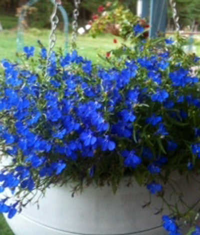 Lobelia Crystal Palace Seed