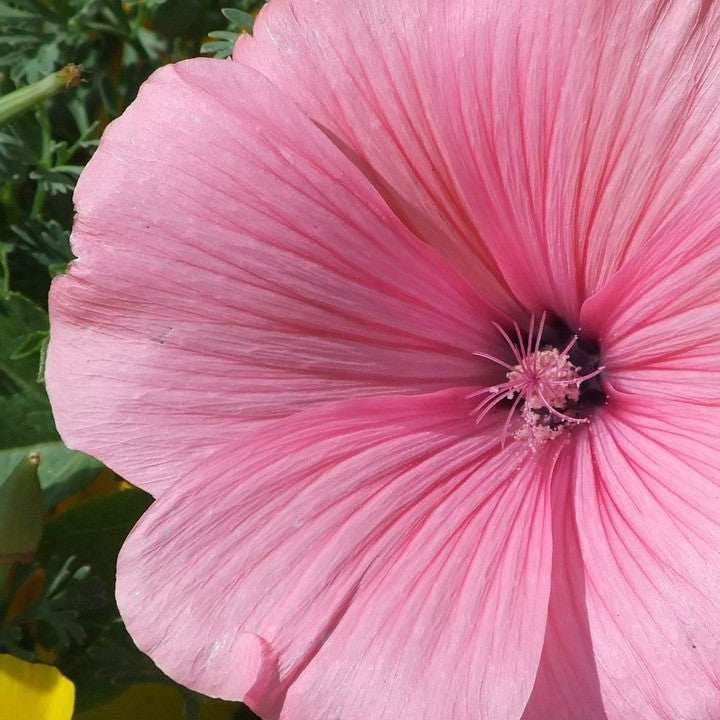 Lavetera Mix Seed