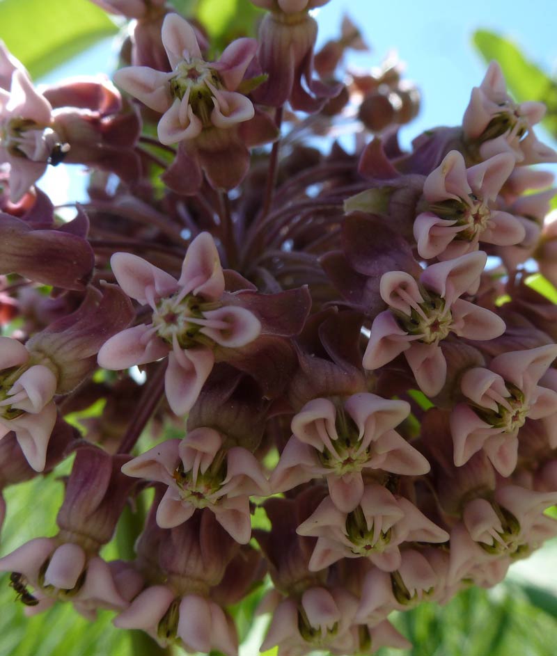 Milkweed Seed