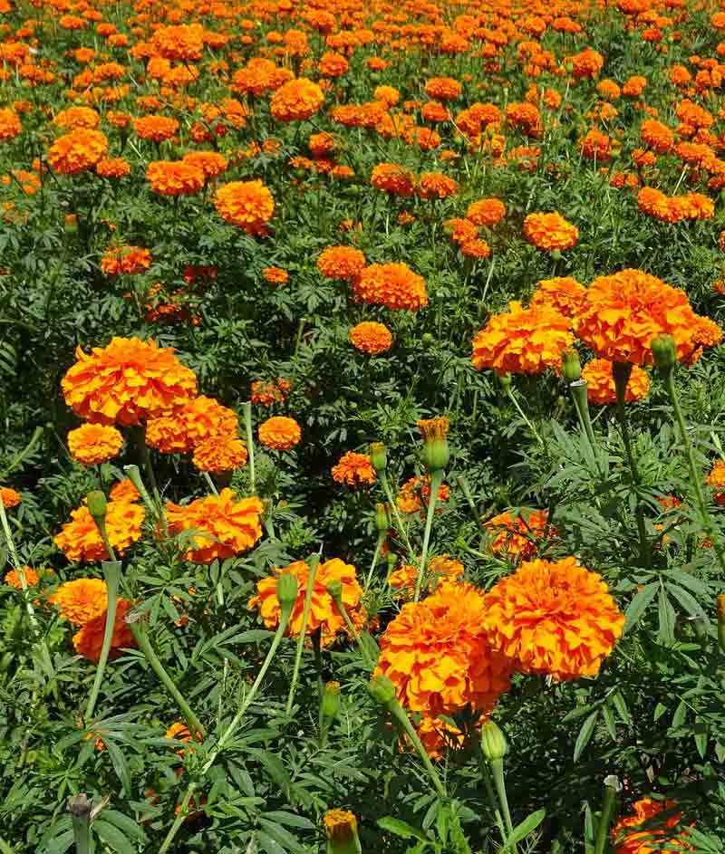 Marigold Crackerjack Mix Seed