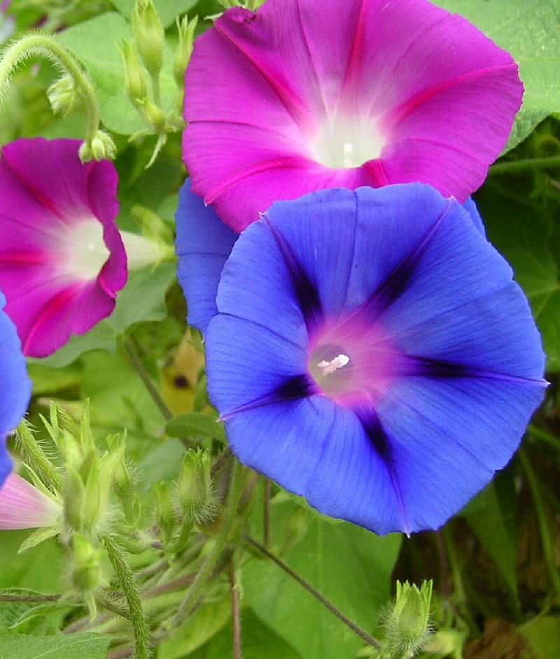 Morning Glory Heavenly Blue Heirloom Seeds Flower Seeds 