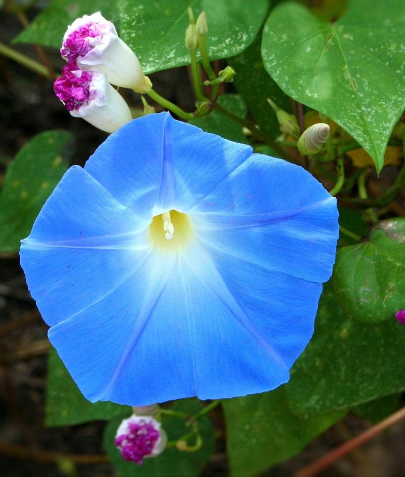 morning glory tree seeds Morning Glory seed - Heavenly Blue - HEIRLOOM