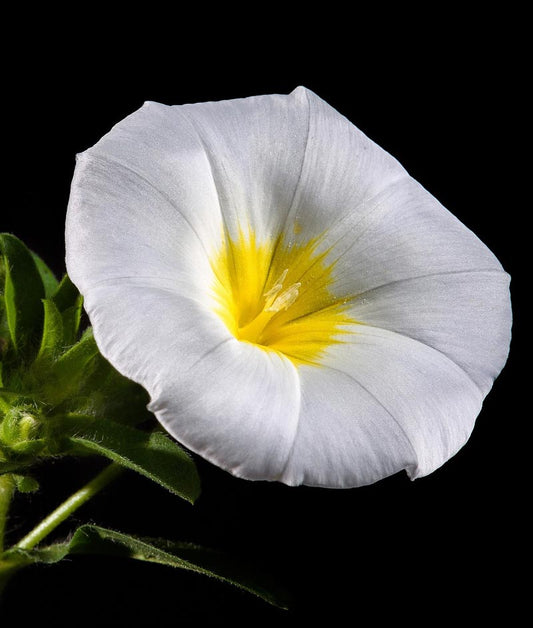 Morning Glory White Moonflower Seed