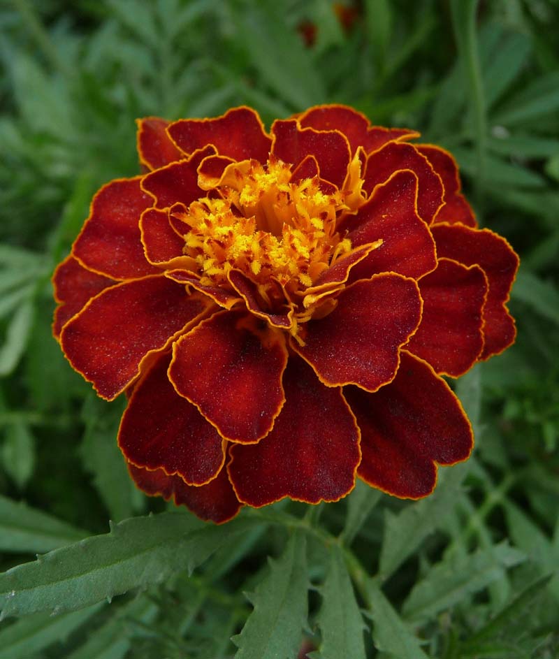 mixed marigold seeds Marigold Sparky Mix Seed – Anderson's Seed & Garden