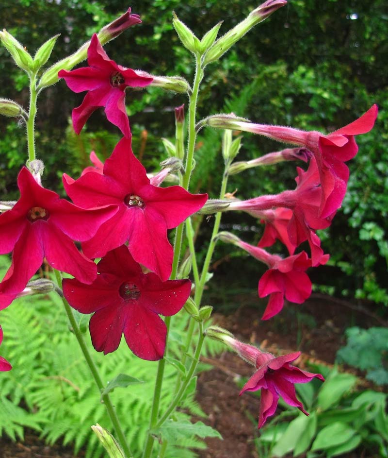 Nicotiana Alata Seed