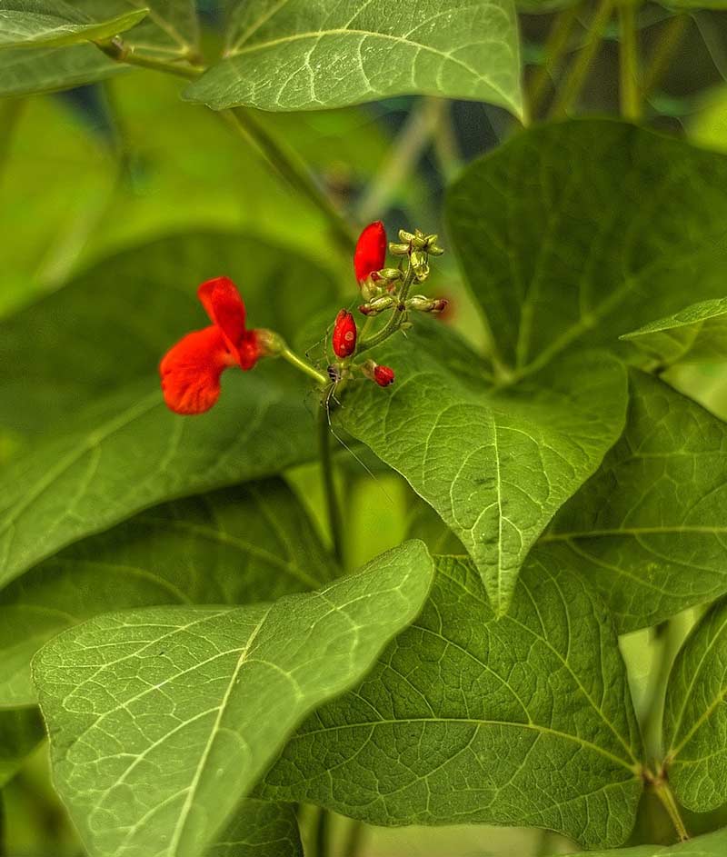 Bean Ornamental Scarlet Runner Seed