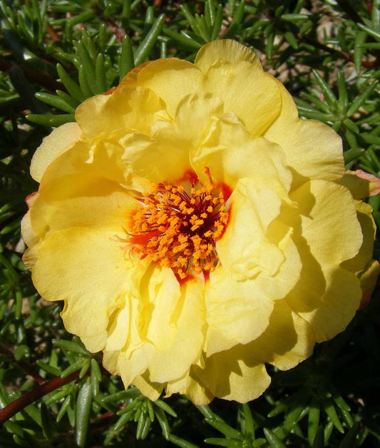 Portulaca Double Mix Seed