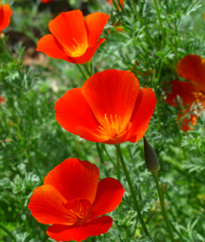 Poppy Mission Bells Mix Seed
