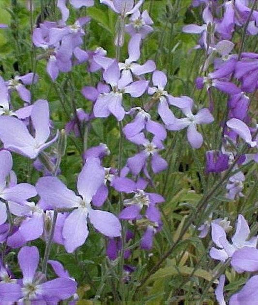 Stock Evening Scented Seed