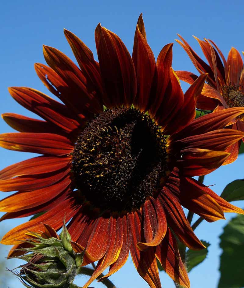 Sunflower Autumn Beauty Seed