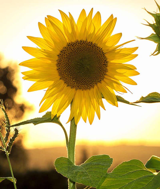 Sunflower Lemon Queen Seed