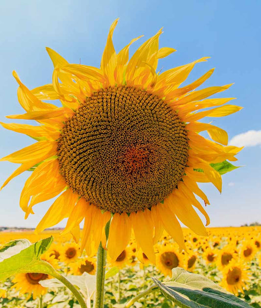 Sunflower Mammoth Grey-Stripe Seed