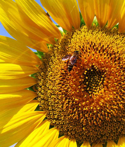 Sunflower Skyscraper Seed