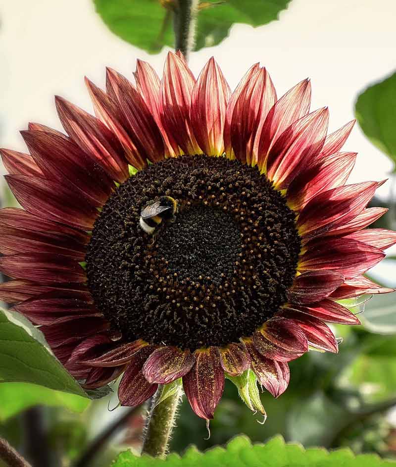 velvet plant seeds Sunflower Velvet Queen PKT