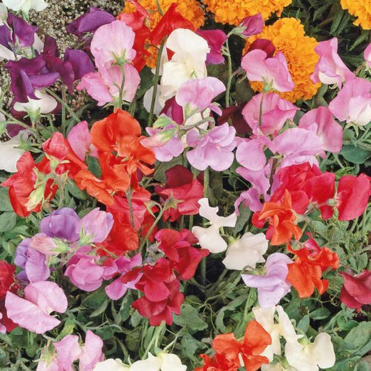 Sweet Pea Knee High Mix Seed