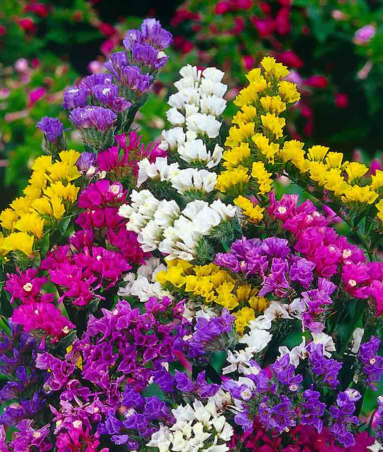 Stock Statice Flower Seed
