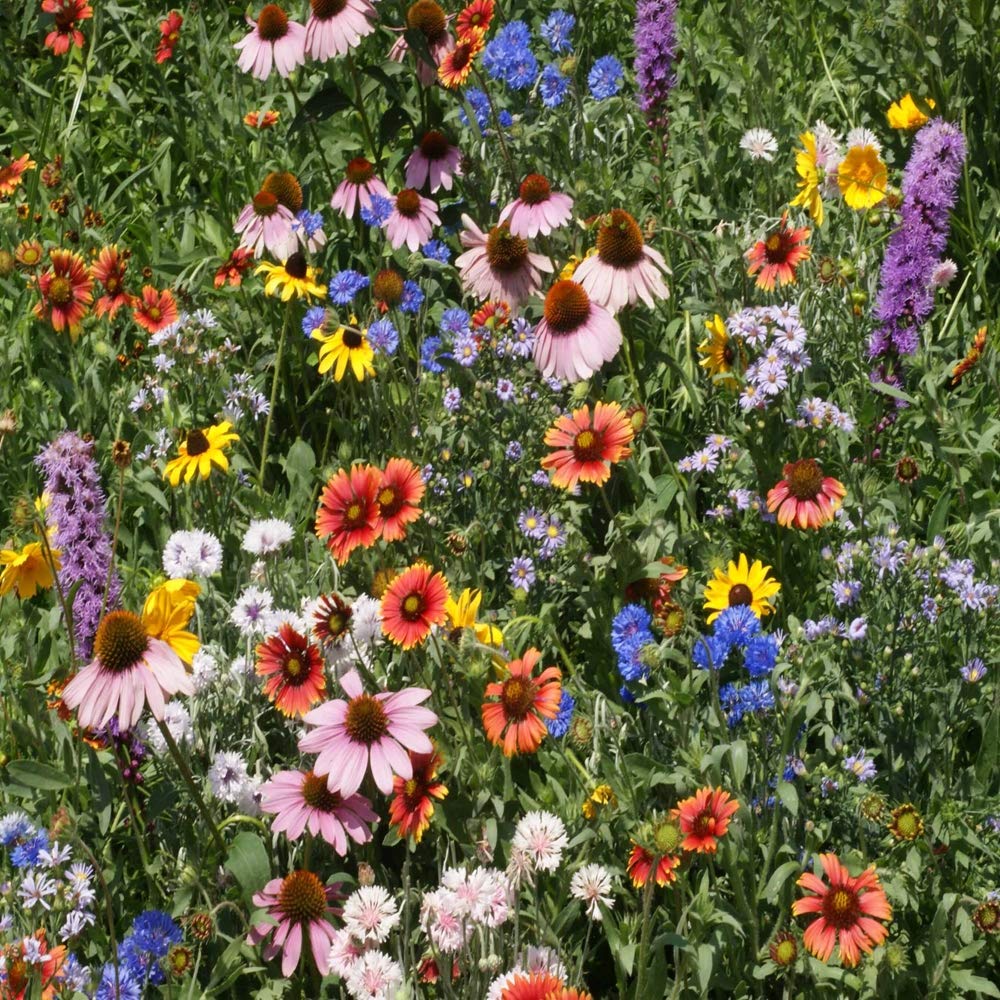 annual flower seed mix Wildflower All Annual Mix Seed
