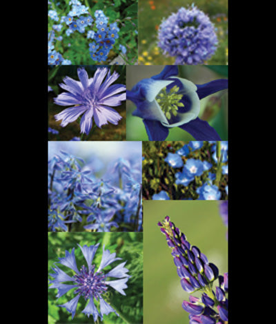 blue wildflower seeds Wildflower Blue Brothers Mix Seed