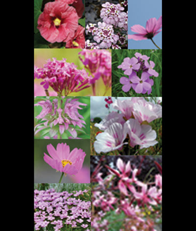 pink wildflower seeds Wildflower Forever Pink Mix Seed