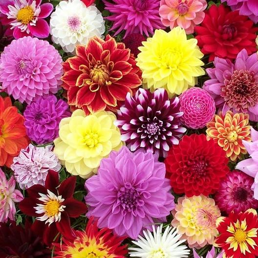 Zinnia Dahlia Flowered Mix Seed