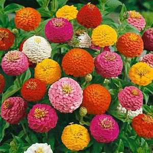 Zinnia Liliput Mix Seed
