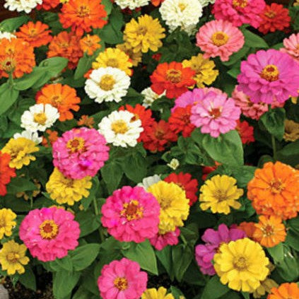Zinnia Thumbelina Seed