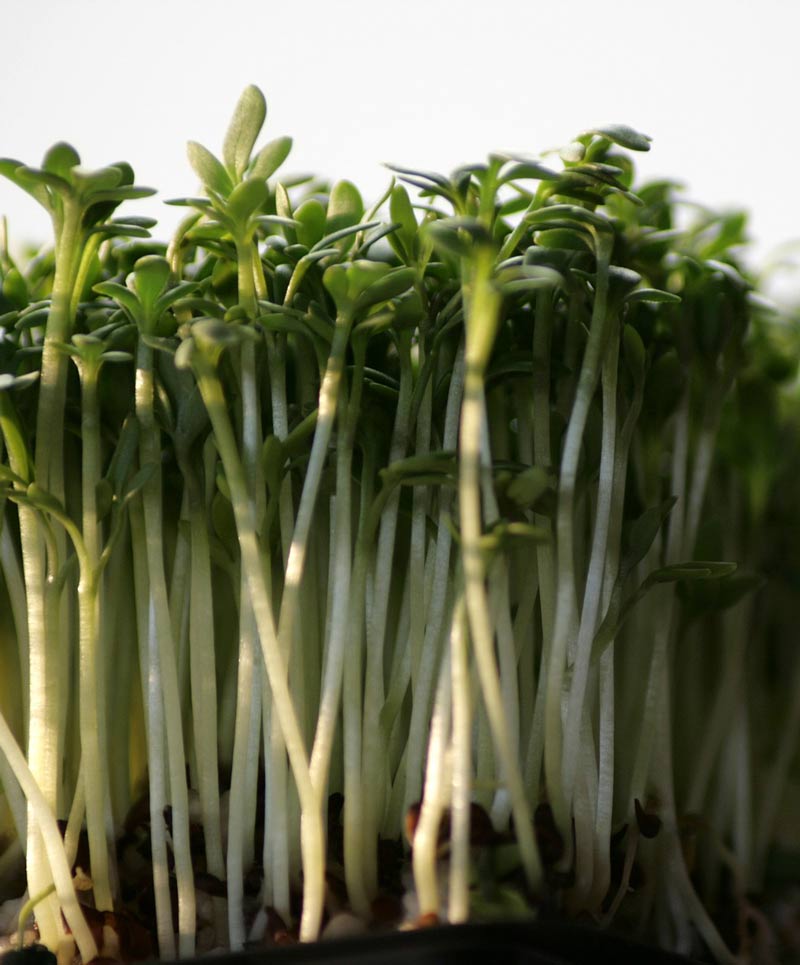 Pepper Grass Seed