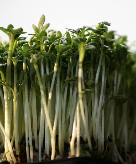 Pepper Grass Seed
