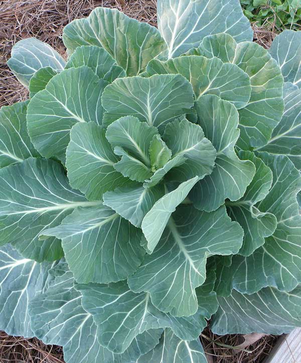 Collard Greens Champion Seed