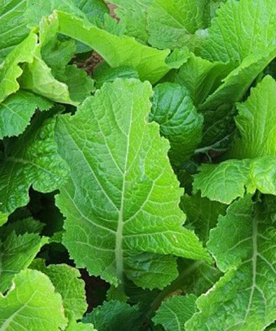 Mustard Greens Florida Broadleaf Seed