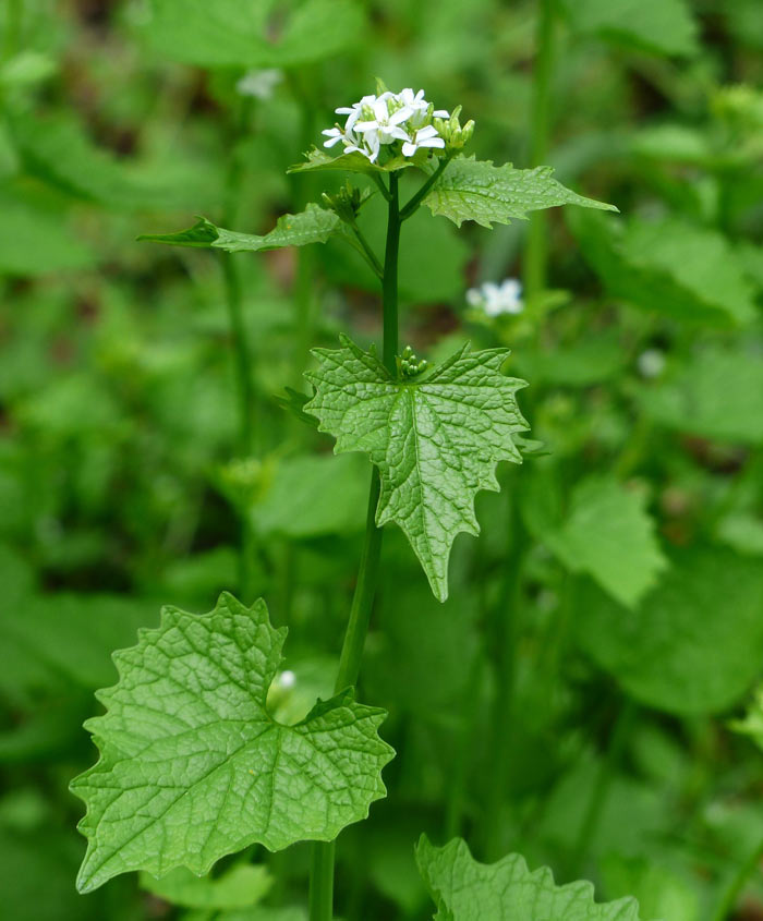 Mustard Greens Mizuna Seed