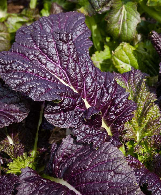 Mustard Greens Deep Purple Seed