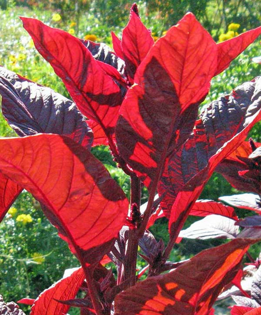 Amaranth Red Garnet Seed